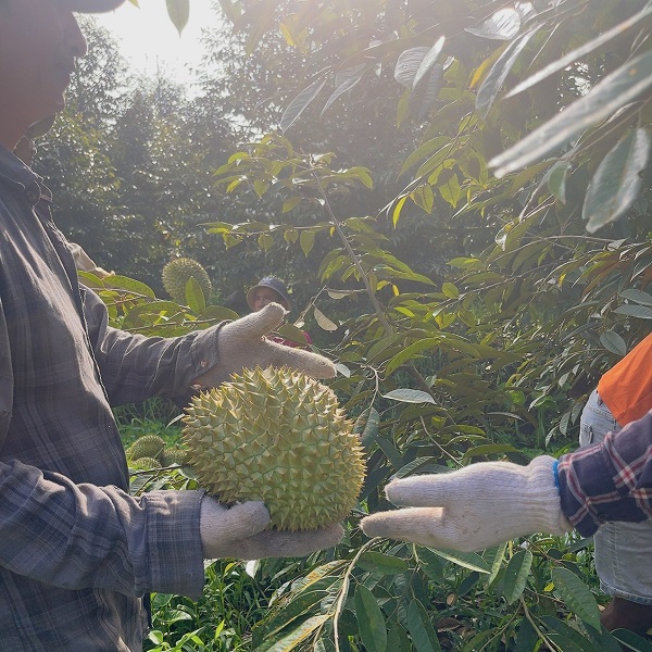 Farmers and businesses are in no hurry to finalize the durian price